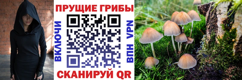 что такое   Звенигово  Галлюциногенные грибы Psilocybine cubensis 